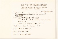 細葉鼠麴草藏品圖，第2張