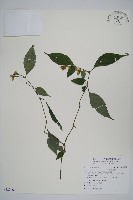 臺灣馬藍藏品圖，第1張