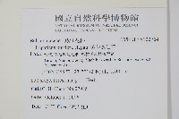 紫花鳳仙花藏品圖，第2張