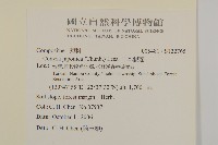 日本假蓬藏品圖，第2張