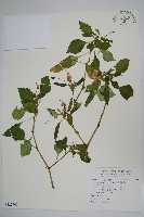 非洲鳳仙花藏品圖，第1張