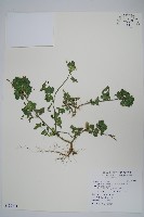 華九頭獅子草藏品圖，第1張