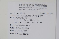 華九頭獅子草藏品圖，第2張