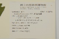 紫花霍香薊藏品圖，第2張