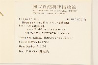 小花蔓澤蘭藏品圖，第2張