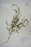 平伏莖白花菜、成功白花菜藏品圖，第1張