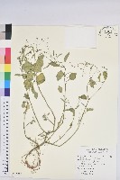 禾葉大戟藏品圖，第1張