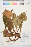 大漢山當藥藏品圖，第1張