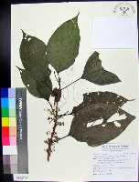 三脈紫麻藏品圖，第1張