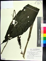 白鶴蘭藏品圖，第1張