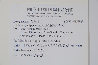 蘭嶼厚殼樹藏品圖，第2張