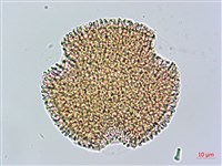 芹葉牻牛兒苗藏品圖，第2張