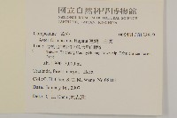 臺灣山白蘭藏品圖，第2張