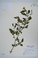 臺灣馬藍藏品圖，第1張