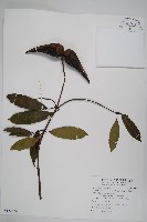 小錦蘭藏品圖，第1張