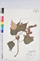 白匏子藏品圖，第1張