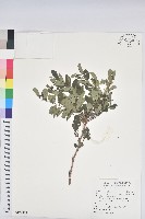 紅仔珠藏品圖，第1張