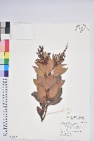 臺灣馬醉木藏品圖，第1張