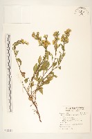 一枝黃花藏品圖，第1張