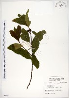 水金京藏品圖，第1張