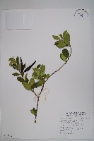 武靴藤藏品圖，第1張