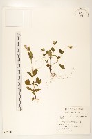 貓腥草藏品圖，第1張