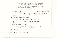 貓腥草藏品圖，第2張