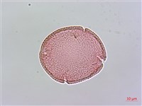 小葉雞屎樹藏品圖，第2張