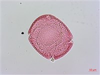 小葉雞屎樹藏品圖，第3張