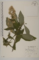 毛將軍藏品圖，第1張