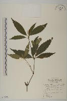 草珊瑚、紅果金粟蘭藏品圖，第1張