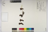 菱形奴草藏品圖，第1張