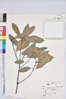 捲斗櫟藏品圖，第1張