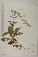 裂葉艾納香藏品圖，第1張