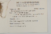 裂葉艾納香藏品圖，第2張