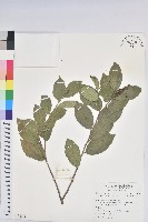 枯里珍藏品圖，第1張