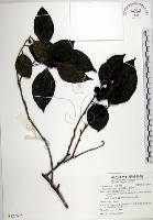 羅庚果藏品圖，第1張