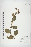 蘭嶼木耳菜藏品圖，第1張