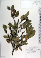 蚊母樹藏品圖，第1張