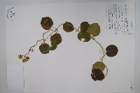 蘭嶼牛皮消、蘭嶼白薇藏品圖，第1張