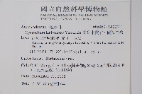 蘭嶼牛皮消、蘭嶼白薇藏品圖，第2張