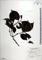 羅庚果藏品圖，第1張