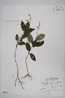 針刺草藏品圖，第1張