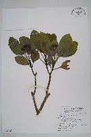 三菱果樹參藏品圖，第1張