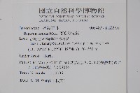 蘭嶼秋海棠藏品圖，第2張