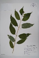 台灣土黨參藏品圖，第1張