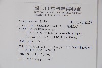 台灣土黨參藏品圖，第2張