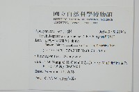 蘭嶼絡石藏品圖，第2張