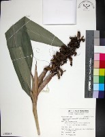 蘭嶼法氏薑藏品圖，第1張