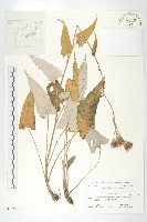 登錄號:S122997藏品圖，第1張